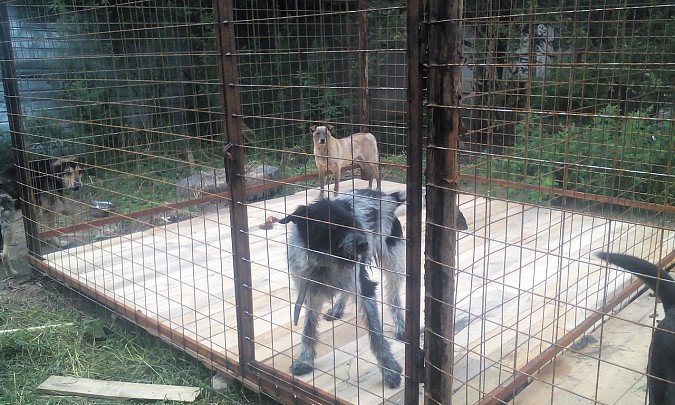 В кинешемском приюте «Добрый дом» строят вольеры для собак фото 4