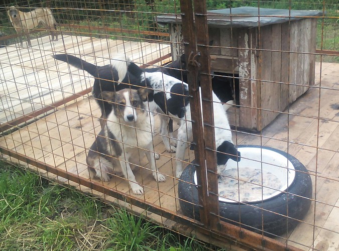 В кинешемском приюте «Добрый дом» строят вольеры для собак фото 5