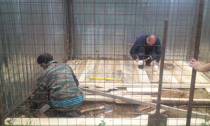 В кинешемском приюте «Добрый дом» строят вольеры для собак фото 2