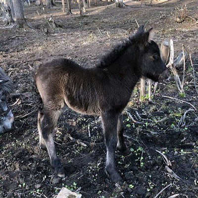 Парк животных близ Кинешмы фото 3