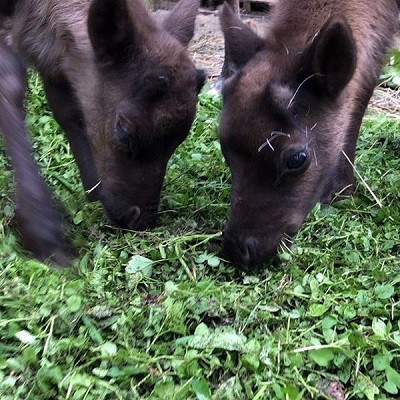 Парк животных близ Кинешмы фото 7