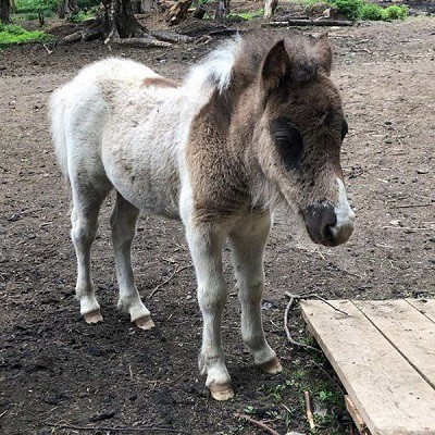 Парк животных близ Кинешмы фото 10