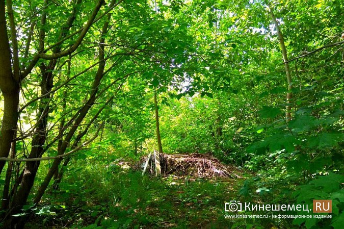 За городским архивом Кинешмы выросла стихийная свалка фото 3