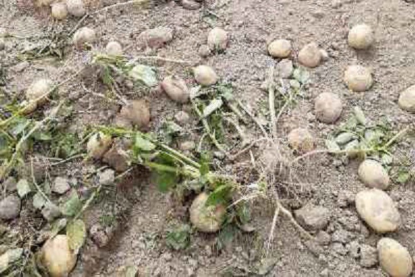 «Колонисты» кинешемского района вышли на уборку картофеля фото 2