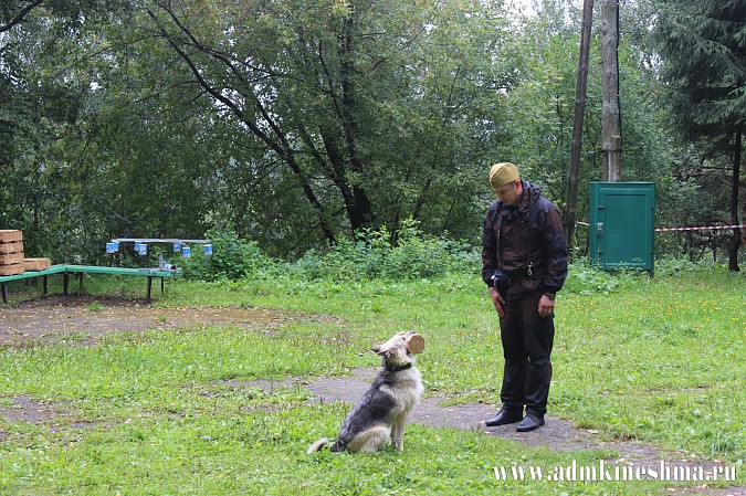 Впервые в Кинешме прошли показательные выступления дрессированных служебных собак фото 9