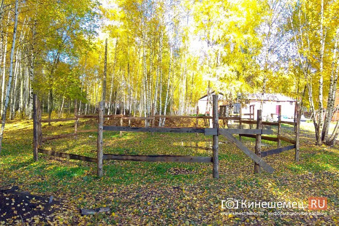 В Кинешме на бывшей хлопковой базе держат породистых лошадей фото 24
