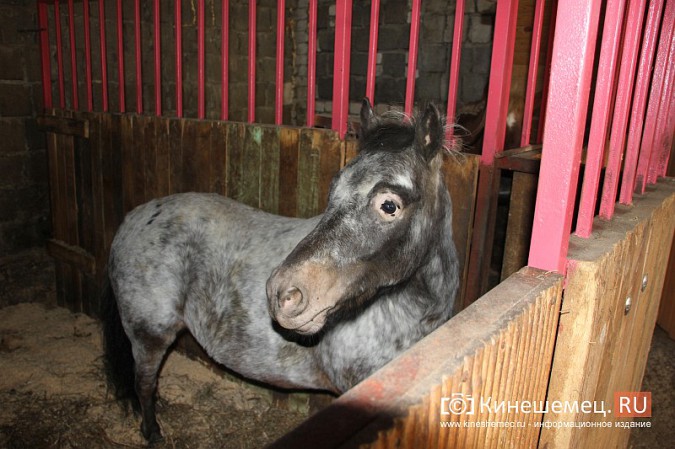 В Кинешме на бывшей хлопковой базе держат породистых лошадей фото 11