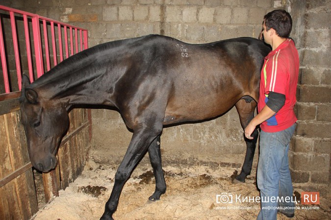 В Кинешме на бывшей хлопковой базе держат породистых лошадей фото 13