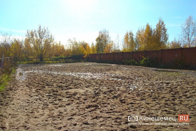 В Кинешме на бывшей хлопковой базе держат породистых лошадей фото 22