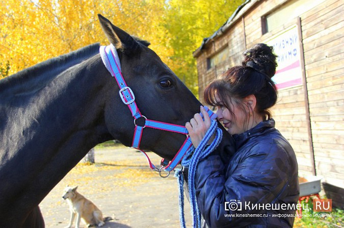 В Кинешме на бывшей хлопковой базе держат породистых лошадей фото 20