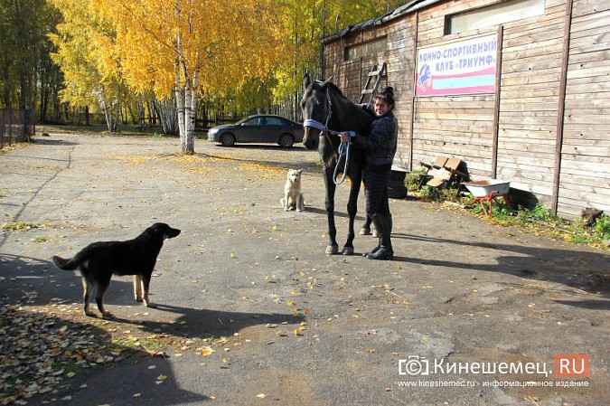 В Кинешме на бывшей хлопковой базе держат породистых лошадей фото 18