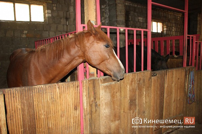 В Кинешме на бывшей хлопковой базе держат породистых лошадей фото 4