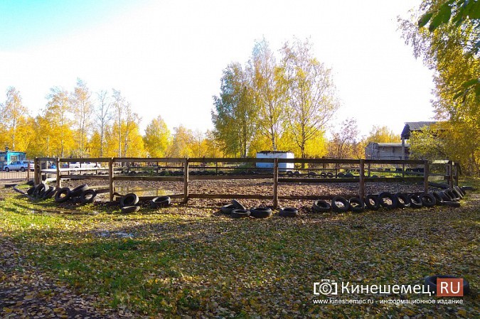 В Кинешме на бывшей хлопковой базе держат породистых лошадей фото 23