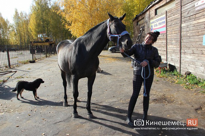 В Кинешме на бывшей хлопковой базе держат породистых лошадей фото 19