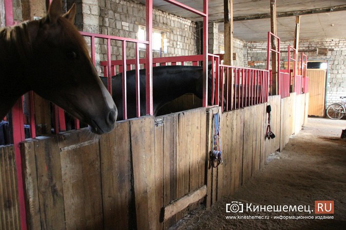 В Кинешме на бывшей хлопковой базе держат породистых лошадей фото 3