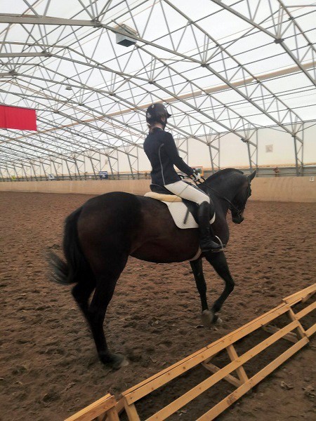 В Кинешме на бывшей хлопковой базе держат породистых лошадей фото 29