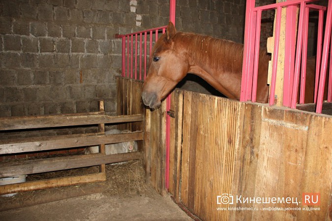 В Кинешме на бывшей хлопковой базе держат породистых лошадей фото 7