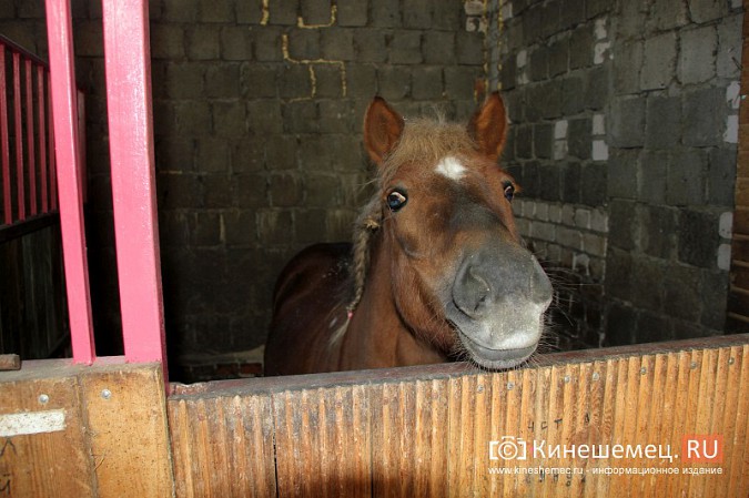 В Кинешме на бывшей хлопковой базе держат породистых лошадей фото 12