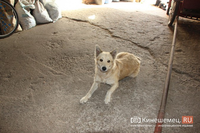 В Кинешме на бывшей хлопковой базе держат породистых лошадей фото 10
