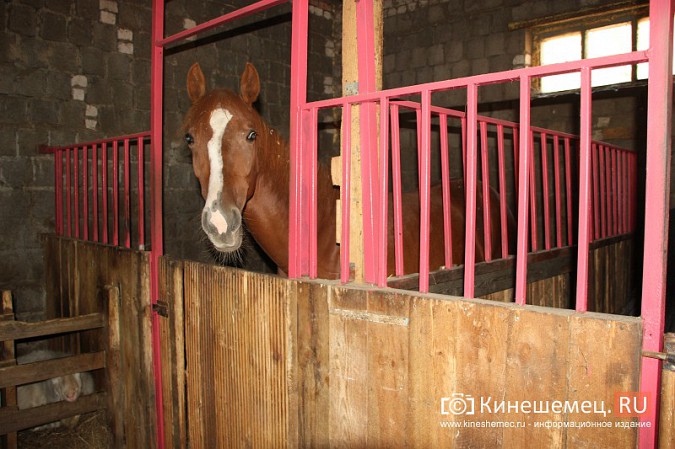 В Кинешме на бывшей хлопковой базе держат породистых лошадей фото 6