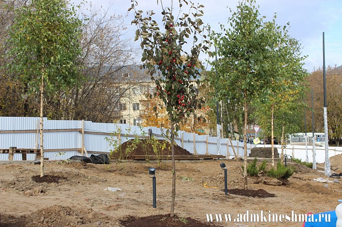 Вход в центральный парк Кинешмы украсили яблони и восьмилетние березы фото 4