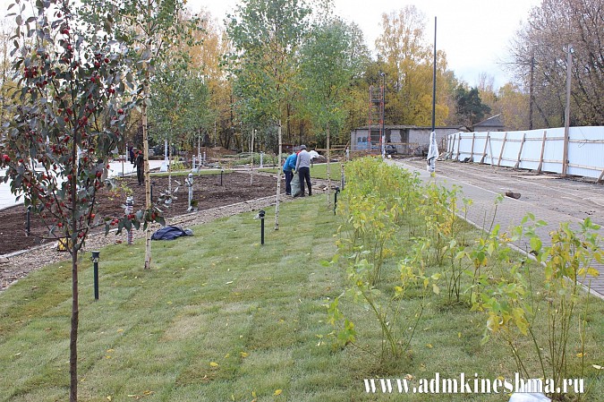 Вход в центральный парк Кинешмы украсили яблони и восьмилетние березы фото 10