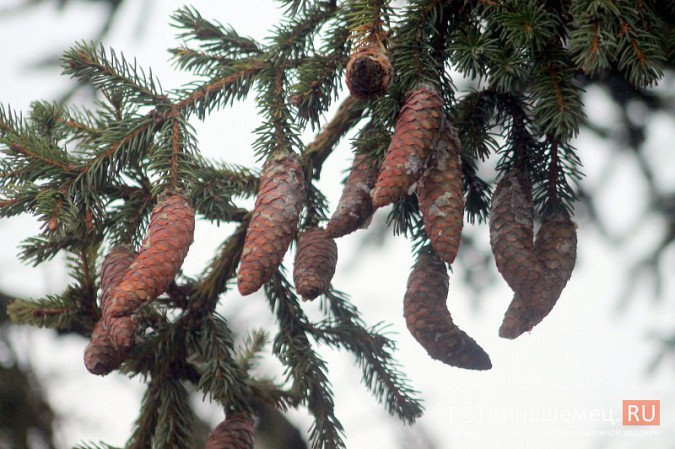 В Кинешму привезли главную новогоднюю елку фото 12