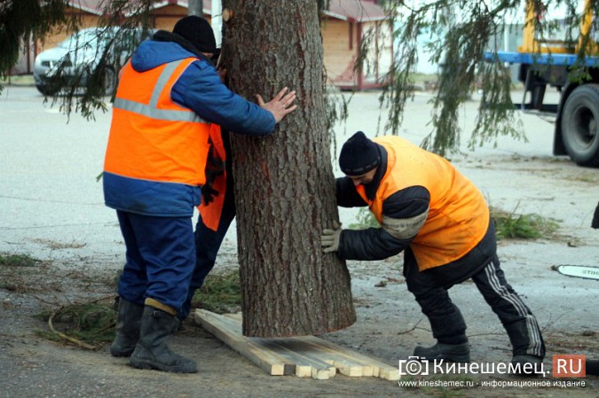 В Кинешму привезли главную новогоднюю елку фото 28