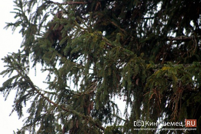 В Кинешму привезли главную новогоднюю елку фото 31