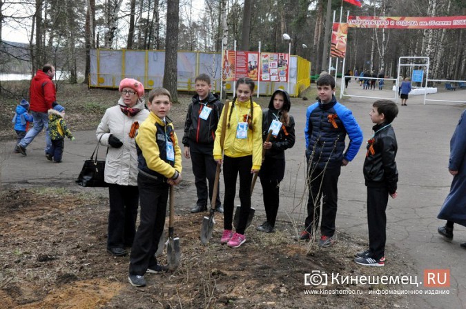 В Кинешме при благоустройстве парка уничтожили аллею сирени, высаженную к 70-летию Победы фото 12