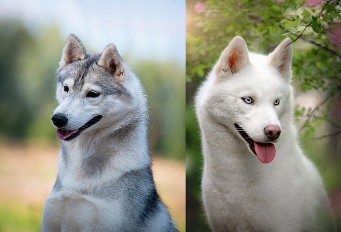 Хозяева обещают вознаграждение за потерявшихся хаски «Луну» и «Кэти» фото 2