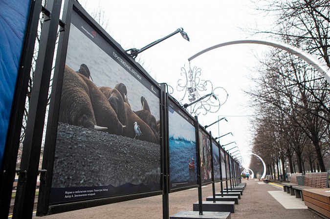 Выставка «Притяжение Арктики» проходит в Москве при поддержке «Роснефти» фото 4