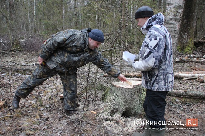 В Заволжском районе накрыли бригаду «черных лесорубов» фото 16