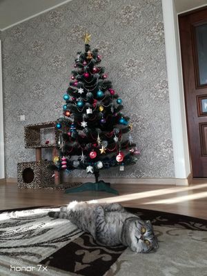 Подведены итоги фотоконкурса на лучшую новогоднюю ель фото 16