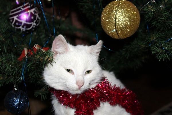 Подведены итоги фотоконкурса на лучшую новогоднюю ель фото 9