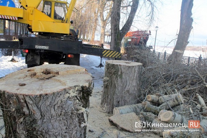 В Кинешме началась массовая вырубка аварийных деревьев на Волжском бульваре фото 11