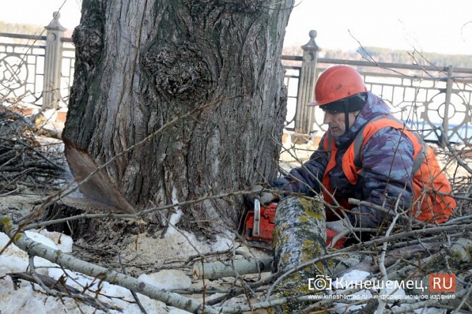 В Кинешме началась массовая вырубка аварийных деревьев на Волжском бульваре фото 3