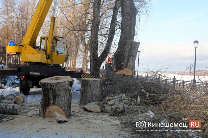 В Кинешме началась массовая вырубка аварийных деревьев на Волжском бульваре фото 10