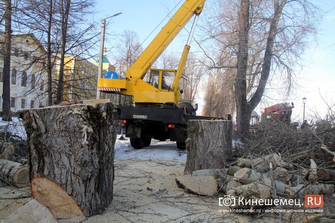 В Кинешме началась массовая вырубка аварийных деревьев на Волжском бульваре фото 13
