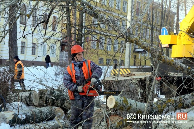 В Кинешме началась массовая вырубка аварийных деревьев на Волжском бульваре фото 15