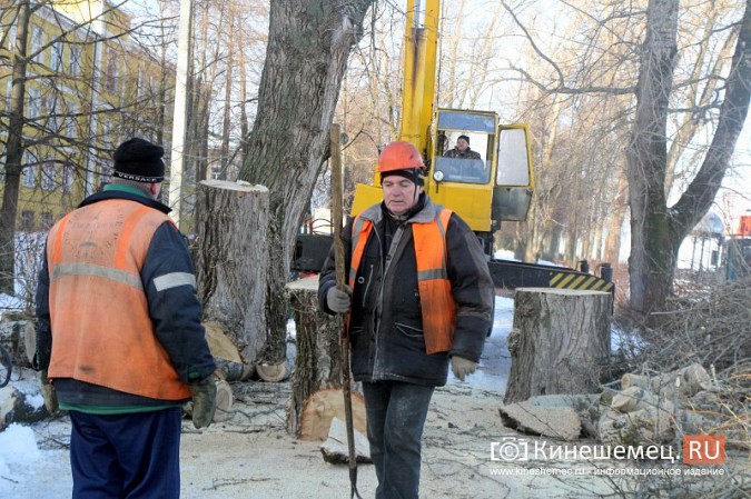 В Кинешме началась массовая вырубка аварийных деревьев на Волжском бульваре фото 9