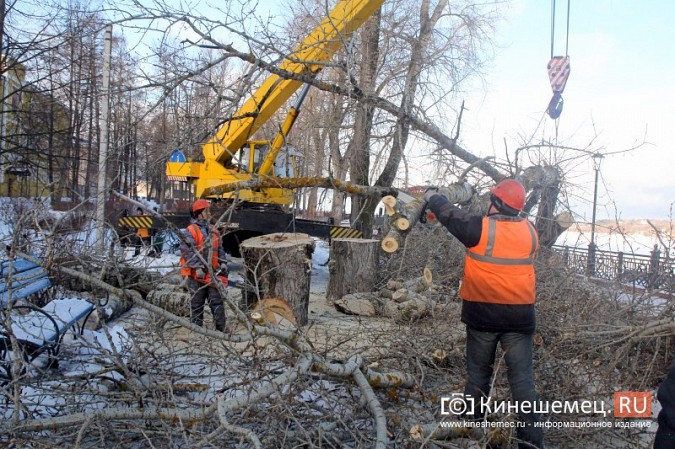 В Кинешме началась массовая вырубка аварийных деревьев на Волжском бульваре фото 14