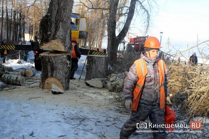В Кинешме началась массовая вырубка аварийных деревьев на Волжском бульваре фото 7