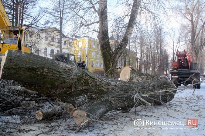 В Кинешме началась массовая вырубка аварийных деревьев на Волжском бульваре фото 16