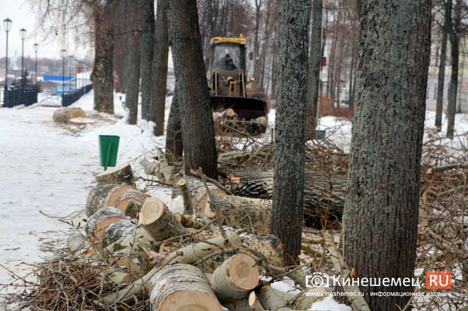 В Кинешме при спиле тополей на Волжском бульваре проломили ограждение с чайками фото 5