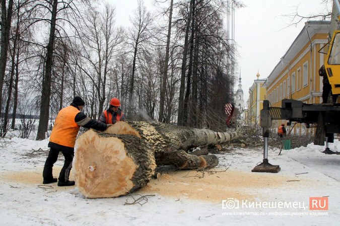 В Кинешме при спиле тополей на Волжском бульваре проломили ограждение с чайками фото 6