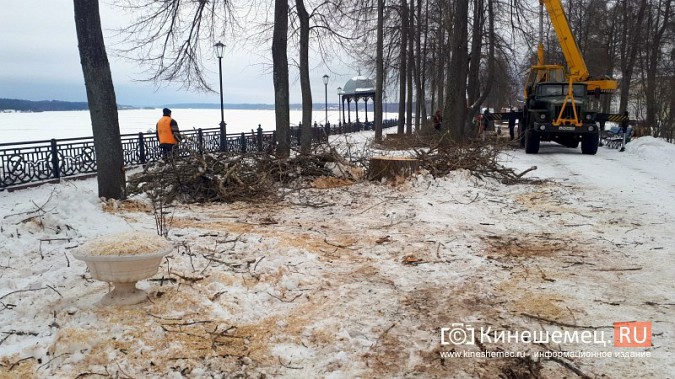 На Волжском бульваре завершается большая санитарная вырубка фото 4
