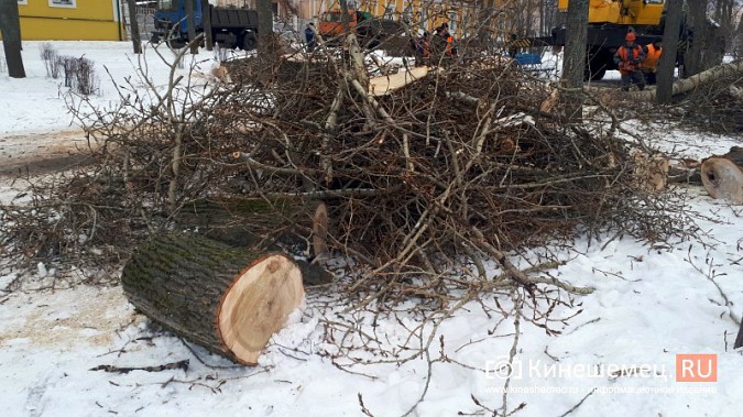 На Волжском бульваре завершается большая санитарная вырубка фото 10