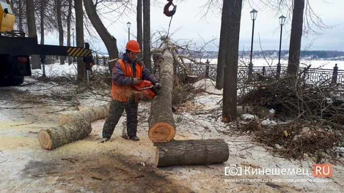 На Волжском бульваре завершается большая санитарная вырубка фото 8