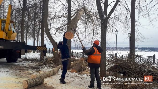 На Волжском бульваре завершается большая санитарная вырубка фото 6